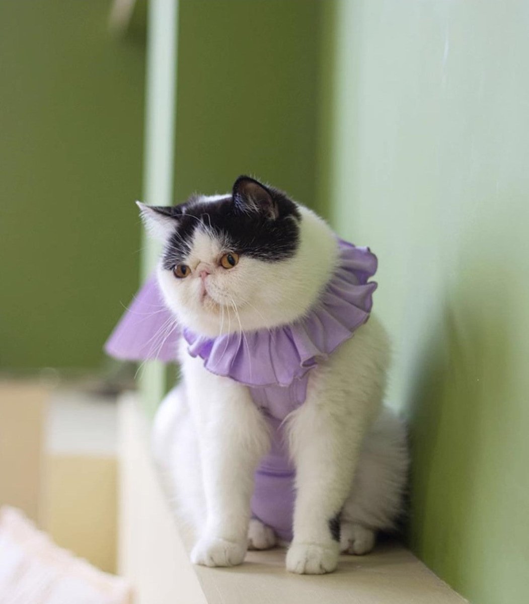 Breathable Cat Recovery Suit